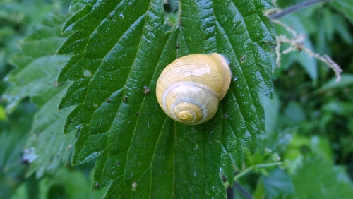 Tuinlintslak — Bild 4