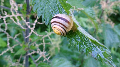 Tuinlintslak — Bild 5