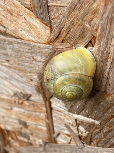 Tuinlintslak — Bild 3