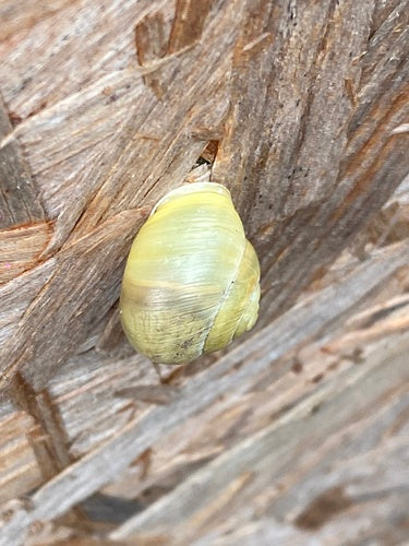 Tuinlintslak — Bild 2