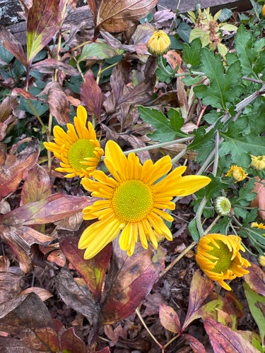 Tuinchrysant — Bild 4