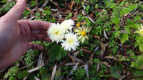 Tuinchrysant — Bild 5