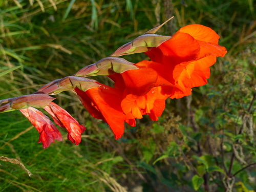 Tuingladiolen — Bild 5