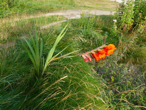 Tuingladiolen — Bild 4