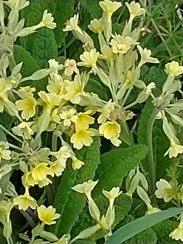Tuin sleutelbloem — Bild 3