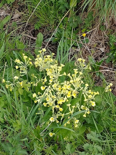 Tuin sleutelbloem — Bild 2
