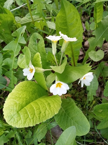 Tuin sleutelbloem — Bild 5