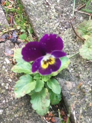 Tuin viooltjes — Bild 5