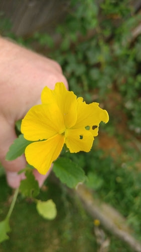 Tuin viooltjes — Bild 3