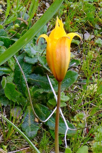 Tuin tulp — Bild 4