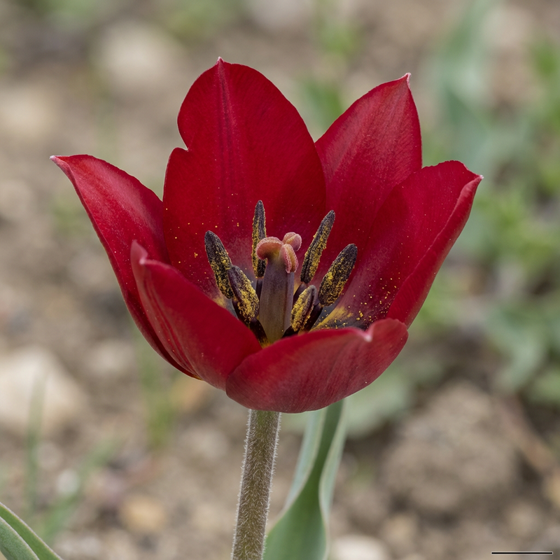 Tuin tulp