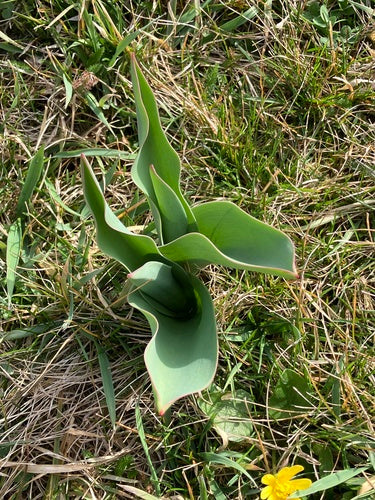 Tuin tulp — Bild 5