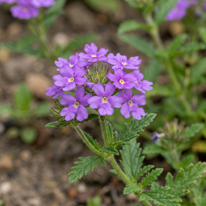 Tuinverbena