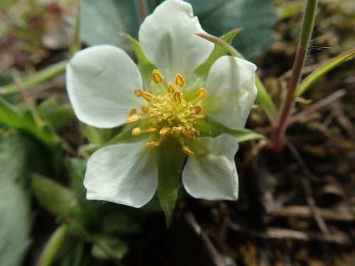 Tuin aardbei — Bild 5
