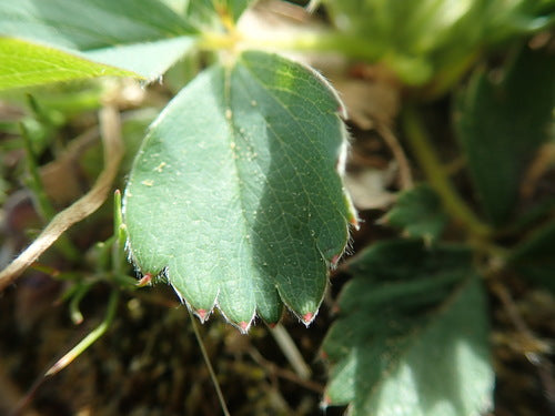 Tuin aardbei — Bild 4