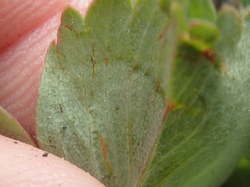 Tuin aardbei — Bild 3