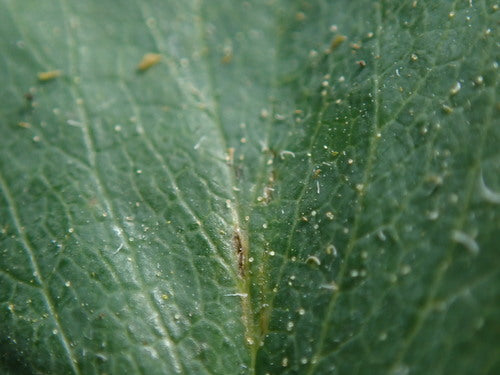 Tuin aardbei — Bild 2