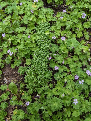 Tuinkers — foto 5 van 8