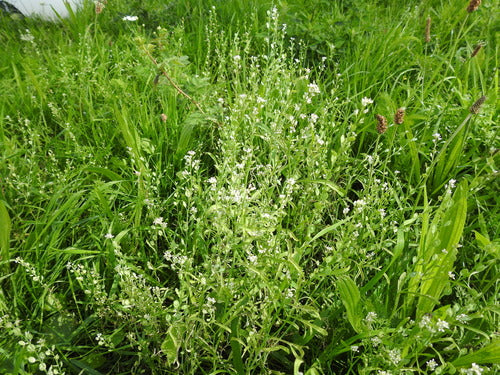 Tuinkers — foto 4 van 8