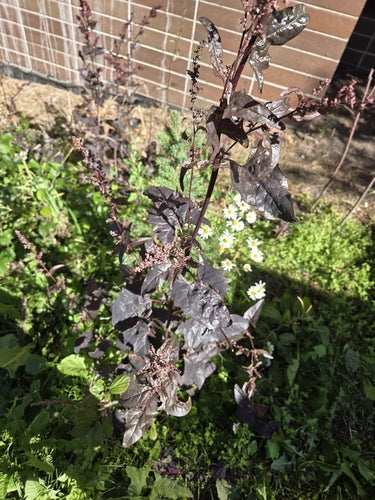 Tuin boomgaard — Bild 5