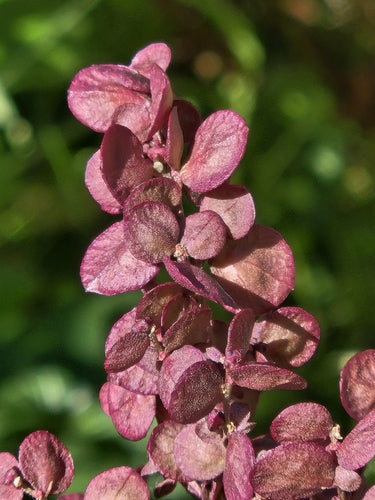 Tuin boomgaard — Bild 4