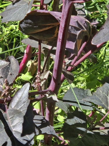 Tuin boomgaard — Bild 3