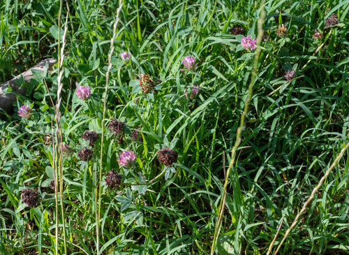 Tuin roos — Bild 3