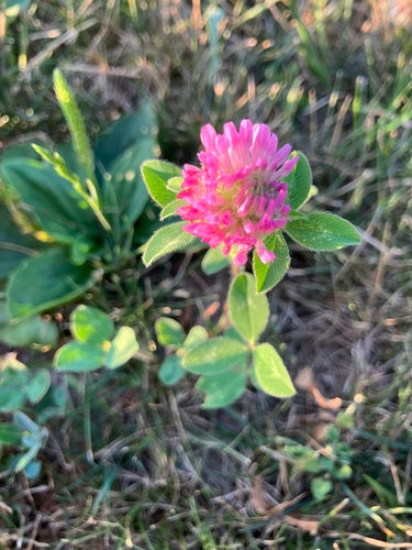 Tuin roos — Bild 4