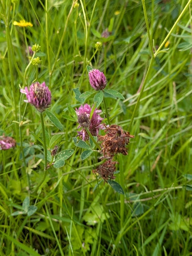 Tuin roos — Bild 5