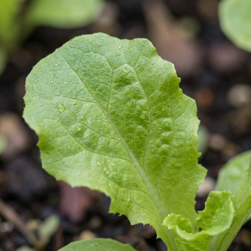 Tuin salade