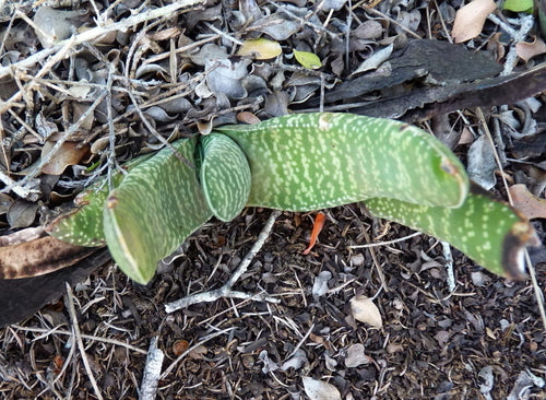 Gasteria — foto 5 van 7