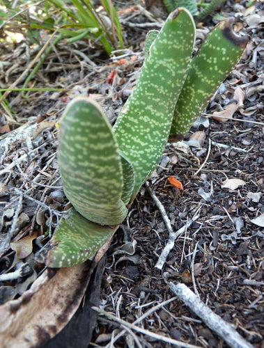 Gasteria — foto 4 van 7