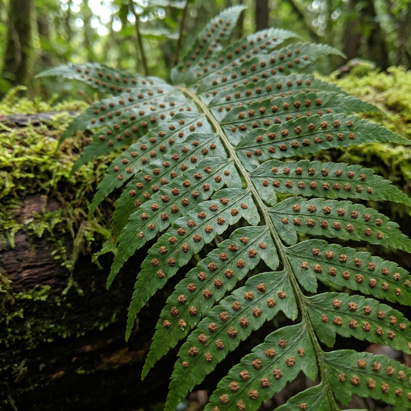 Vasculaire sporenplanten