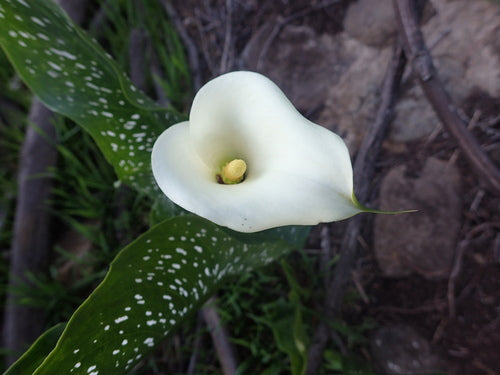 Gevlekte calla lelies — Bild 3