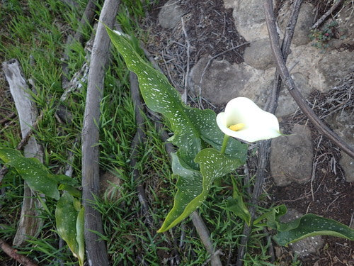 Gevlekte calla lelies — Bild 2