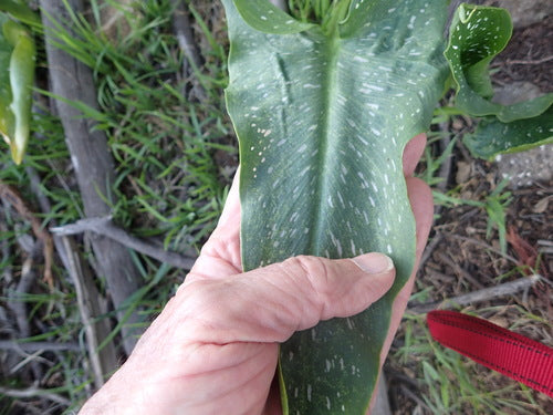 Gevlekte calla lelies — Bild 1