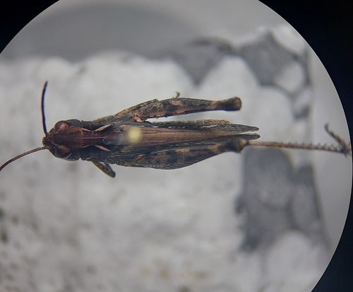 Gevlekte clubcricket — Bild 5