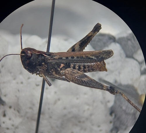 Gevlekte clubcricket — Bild 4