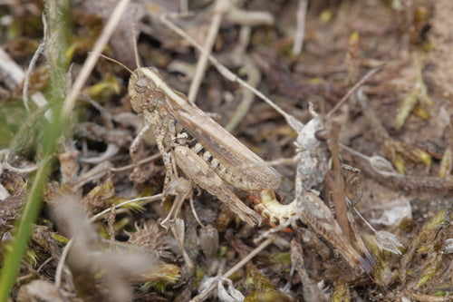 Gevlekte clubcricket — Bild 2