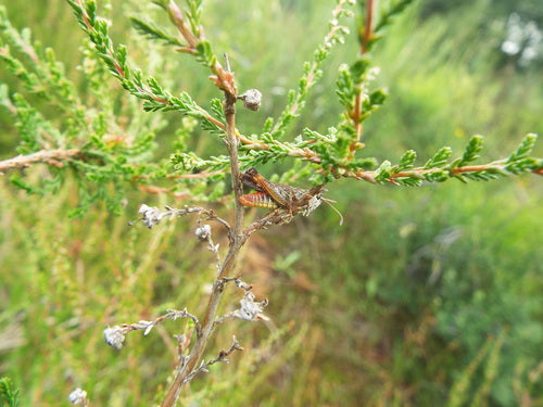 Gevlekte clubcricket — Bild 3