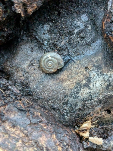 Gevlekte komslak — Bild 5