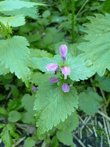 Gevlekte dovenetel — Bild 3