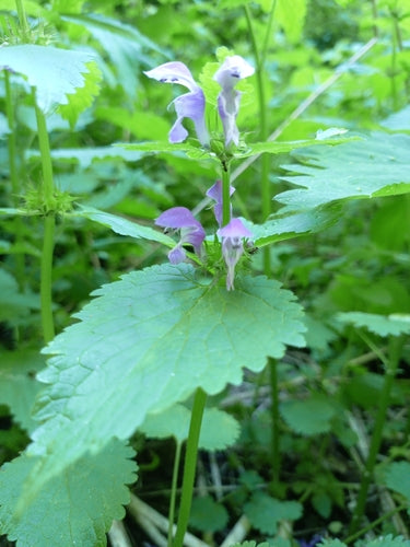 Gevlekte dovenetel — Bild 2