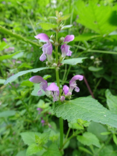 Gevlekte dovenetel — Bild 5