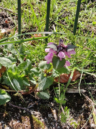 Gevlekte dovenetel — Bild 4