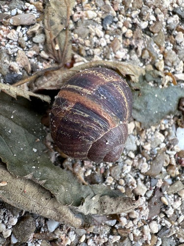 Gevlekte Romeinse slak — Bild 4