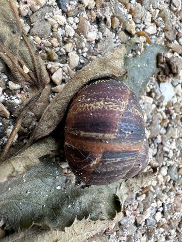 Gevlekte Romeinse slak — Bild 2