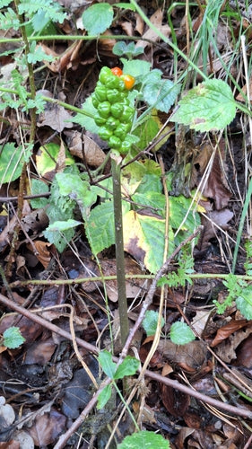 Gevlekte aronskelk — Bild 5