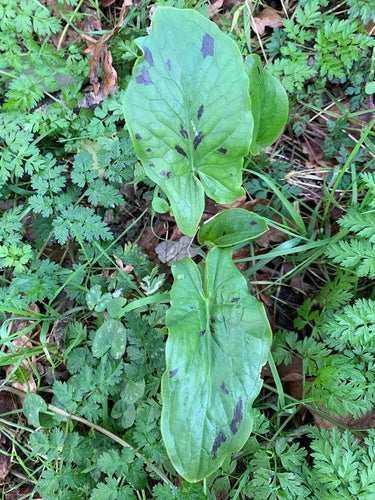 Gevlekte aronskelk — Bild 2