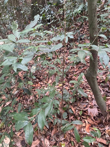 Gevlekte drakenboom — Bild 5